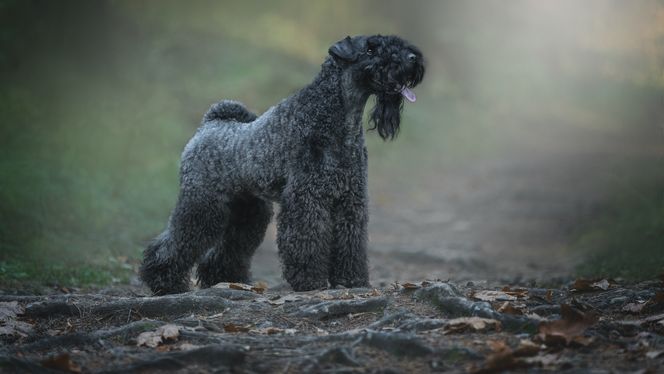 Kerry Blue Terrier