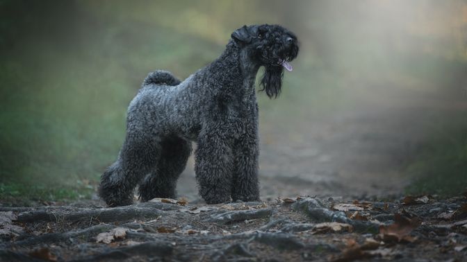 Kerry Blue Terrier