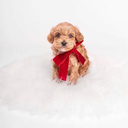 Australian Labradoodle Puppies from Sunny Day Doodles