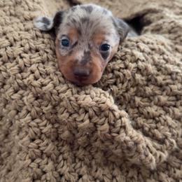 Champ - Dapple male Dachshund puppy in North Fort Myers, Florida from Trust Fund Devil Kennel