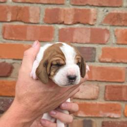 Truvy - Mahogany and white female Basset Hound puppy in Bellaire, Ohio from Blessed Bassets