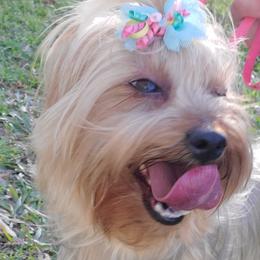Maltipoos, Yorkipoos, and Yorkshire Terriers from Mandy's Yorkie's , Yorkiepoo's & Maltipoo's