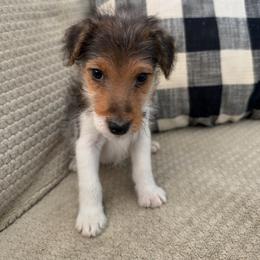 Chief Bogo - White black and tan male Wire Fox Terrier puppy in Liberty, Kentucky from A day in the life of a wire fox terrier