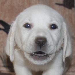 Las Vegas Boise Tilly - Yellow female Labrador Retriever puppy in Spring Creek, Nevada from Badland Kennel