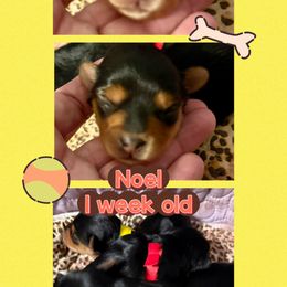 Noel - Black and tan female Yorkshire Terrier puppy in Tangipahoa County, Louisiana from Riche’ Louisiana Yorkies