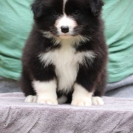 Girl 3 - Black and white Border Collie puppy in Oroville, California from Kagee Border Collies