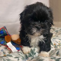 Cosmo - Black and white male Shih Tzu puppy in Riverside, California from AKC Shih Tzu of California