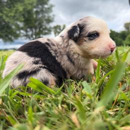 Girl 3-Blue Merle - Blue merle female Australian Shepherd puppy in Mayfield, Kentucky from Hamilton Farms