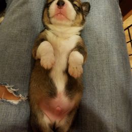 Pembroke Welsh Corgi Puppies from Ranch Hand Corgis