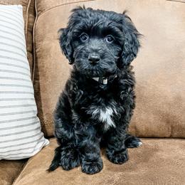 Fern - Black and white female Aussiedoodle puppy in Flagstaff, Arizona from Gunstock Doodles