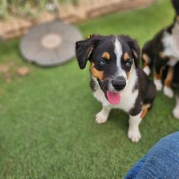 Sammy - Black tri male Toy Australian Shepherd puppy in Snowflake, Arizona from Halfpint Aussies