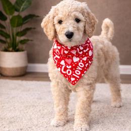 Lilac - Golden female Double Doodle puppy in El Cajon, California from Calibear Doodles