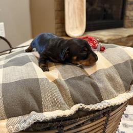 Red Collared Girl - Black and tan female Dachshund puppy in Wray, Georgia from Cotton Hill Dachshunds