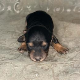 Boy 1 - Black and tan male Dachshund puppy in Lexington, Oklahoma from BooneDox Miniature Dachshunds