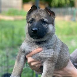 German Shepherd Puppies from Scenic City Shepherds