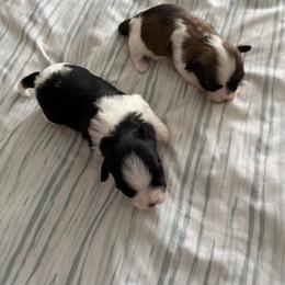 Havanese Puppies from Gatsu Goldens & Havanese