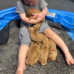 Lola - Dark golden female Golden Retriever puppy in Payette, Idaho from Stonewick Retrievers