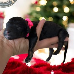 Coming Soon - Black male Poodle puppy in Spring Hills, Florida from The Olympus Standard Poodle