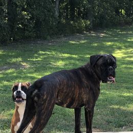 Boxer Puppies from Sand Creek Boxer Kennel