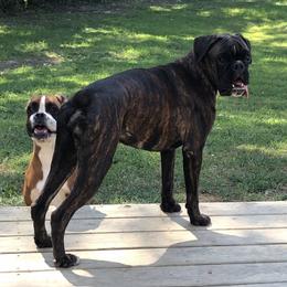 Boxer Puppies from Sand Creek Boxer Kennel