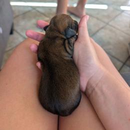 Girl 1 - Sable female Dachshund puppy in Ormond Beach, Florida from Manpaw Puppies