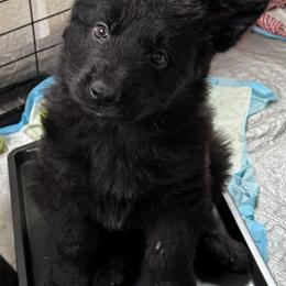 German Shepherd Puppies from Circle Oaks Shepherds