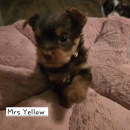Mrs Yellow - Chocolate and tan female Yorkshire Terrier puppy in Dover, Delaware from Lewis Precious Paws