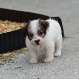 Paige Girl 3 - White and tan female Russell Terrier puppy in Middletown, Virginia from DBF Russell Terriers