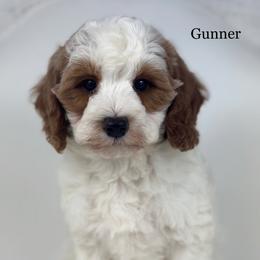Gunner - Parti male Goldendoodle puppy in Milford, Indiana from Railway Acres Kennel