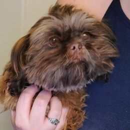 Truffles - Shih Tzu