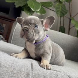 Purple - Tricolors female French Bulldog puppy in Bolingbrook, Illinois from Yara the Frenchie