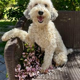 Clementine - Bernedoodle