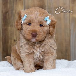 Australian Labradoodle Puppies from Integrity Labradoodles