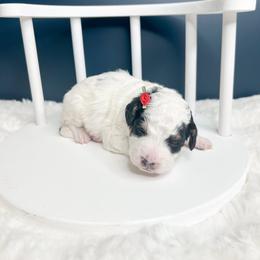 Lisa - Tri-color female Bernedoodle puppy in Otisville, Michigan from Danie’s Darling Doodles LLC