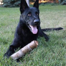 Rainy - German Shepherd
