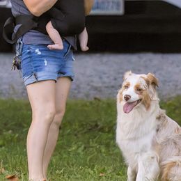 Australian Shepherds from Petrichor Australian Shepherds
