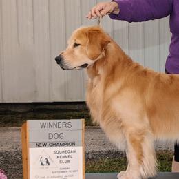 Newman - Golden Retriever