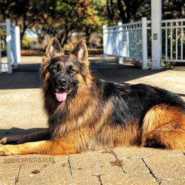 German Shepherd All Grown Up from Domus Invictus German Shepherds