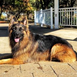German Shepherd All Grown Up from Domus Invictus German Shepherds