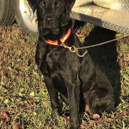 Bud - Labrador Retriever