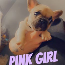 Pink - Fawn and white female French Bulldog puppy in Reno, Nevada from Silver State Bulldogs