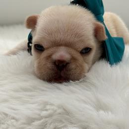 Holly - Cream female French Bulldog puppy in Largo, Florida from Big Daddy Frenchies