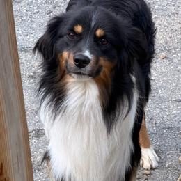 Carter - Miniature American Shepherd