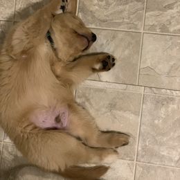 Golden Retriever Puppies from Lake Champlain Goldens