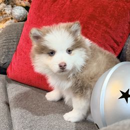 Rumor Lavender boy - Lavender male Pomsky puppy in Enid, Oklahoma from Mile Hi Pomskies