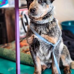 Anatolian Shepherd Dog and Australian Cattle Dog Puppies from 4D Cattle Dogs