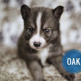 Pomsky Puppies from New Gaia Pomsky