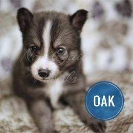 Pomsky Puppies from New Gaia Pomsky