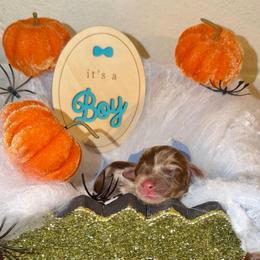 Slimer - Dapple male Dachshund puppy in Hopwood, Pennsylvania from Libby’s Legacy Doxies LLC