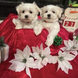 Maltese, Maltipoo, and Poodle Puppies from Healing Pawz LLC